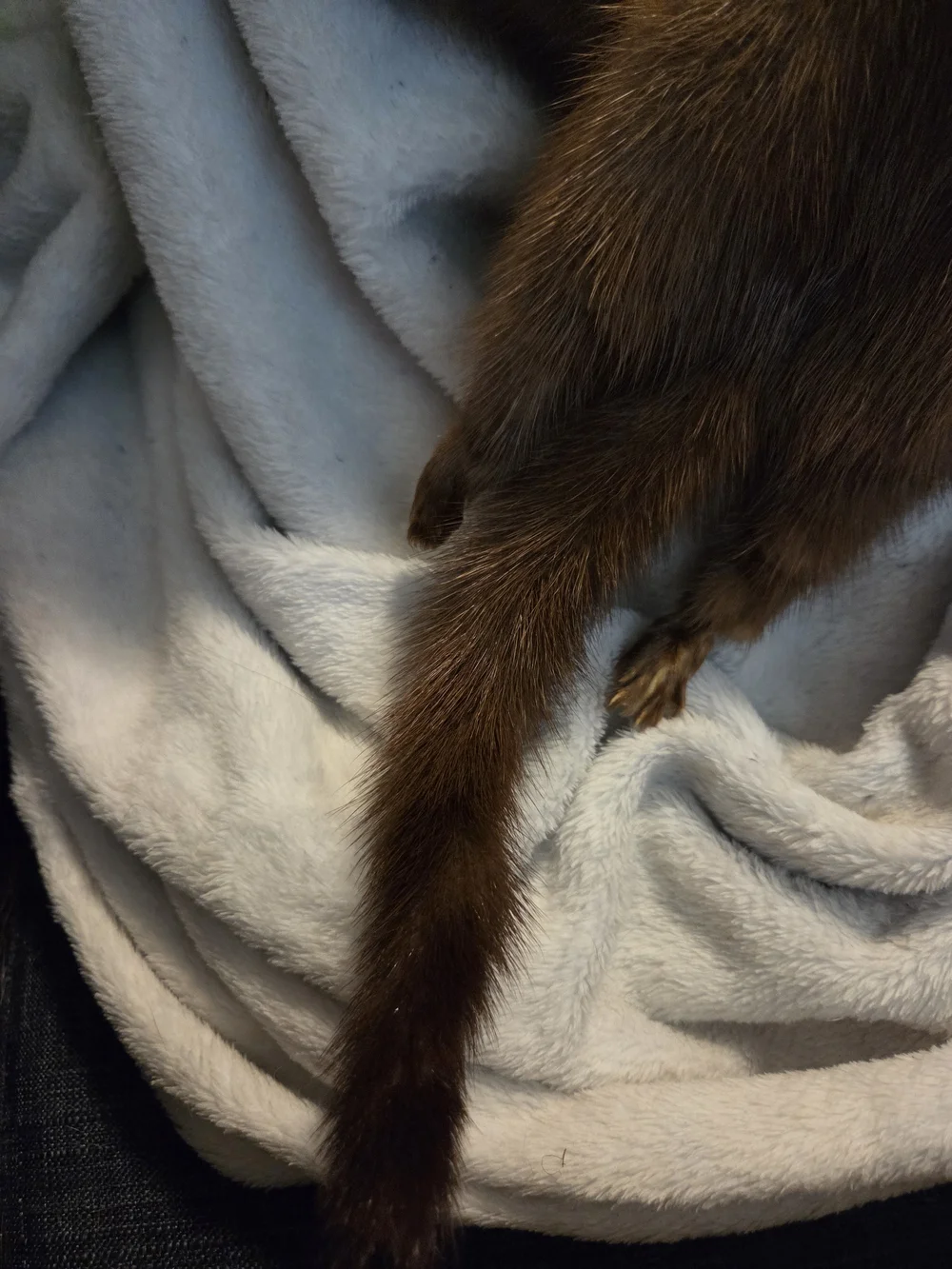 The Halle Bros Co 4 Pelt Mink